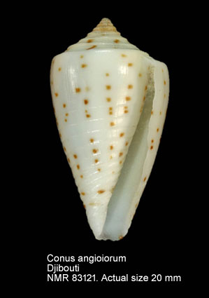 Conus angioiorum (3).jpg - Conus angioiorumRöckel & Moolenbeek,1992